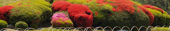 korakuen_koen_okaiyama_flowers.jpg